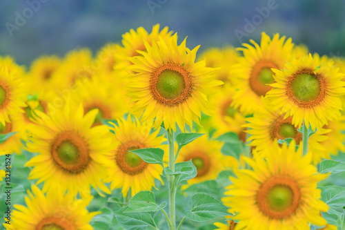 Closeup to Sunflower field
