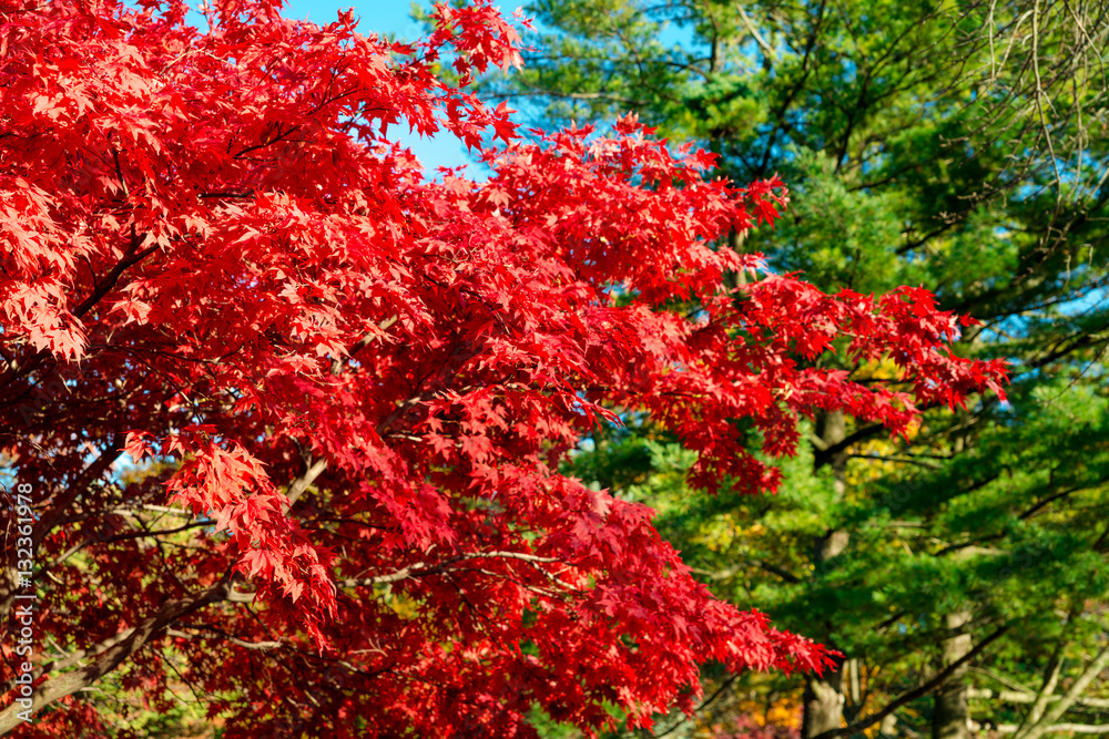 Colorful Autumn in Park, Toronto, Ontario, Canada