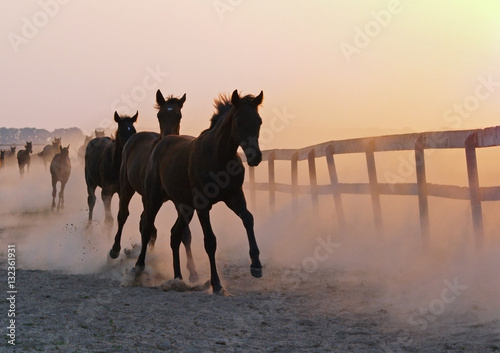 The herd of foals comes back in the hot evening from a pasture