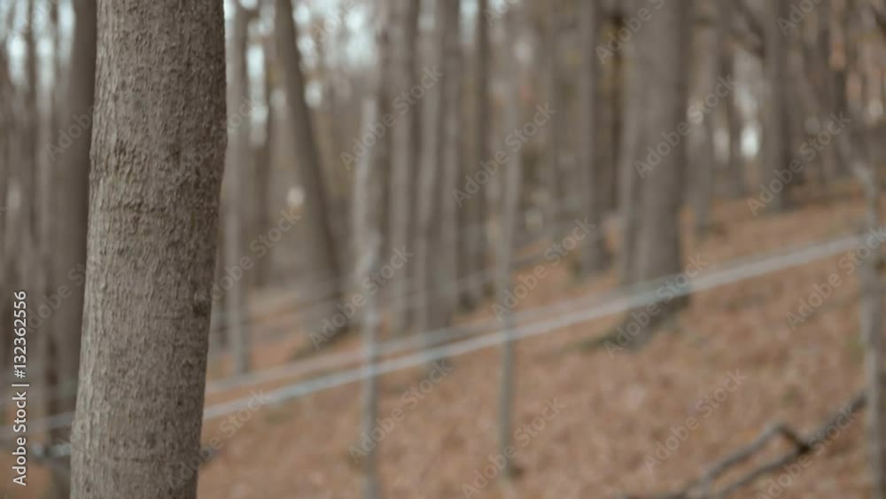 Tapped trees with hoses at a commercial maple syrup production company in New England Tapped trees with hoses at a commercial maple syrup production company in New England