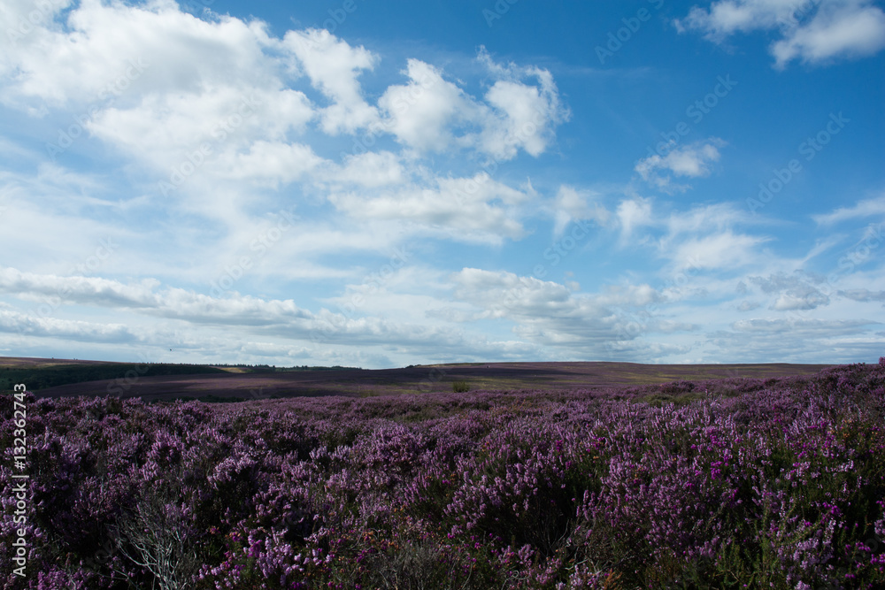 Obraz premium British Moorlands with summer purple heather
