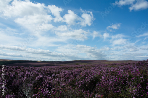 British Moorlands with summer purple heather