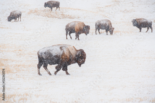 Winter on the Prairie