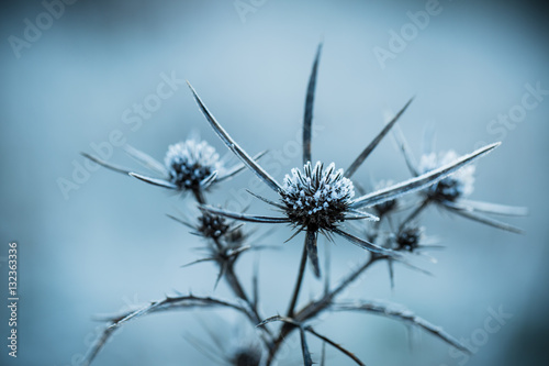 Close up of frozen plant © JRP Studio