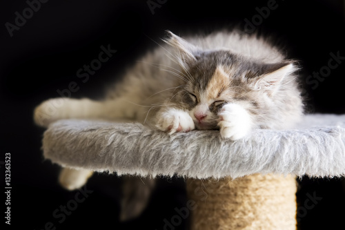 Yavru Kedi