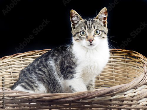 Yavru Kedi