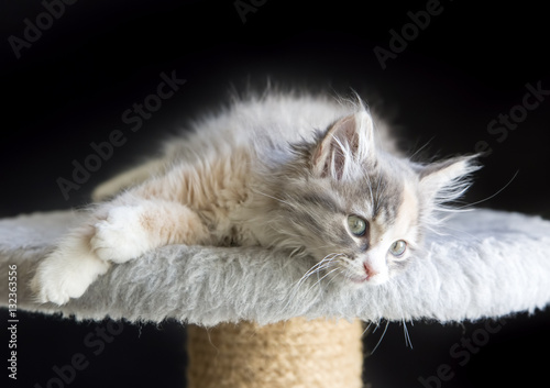 Yavru Kedi