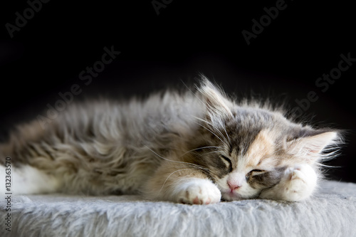 Yavru Kedi