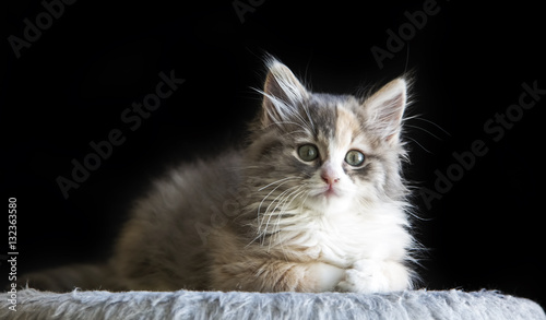 Yavru Kedi