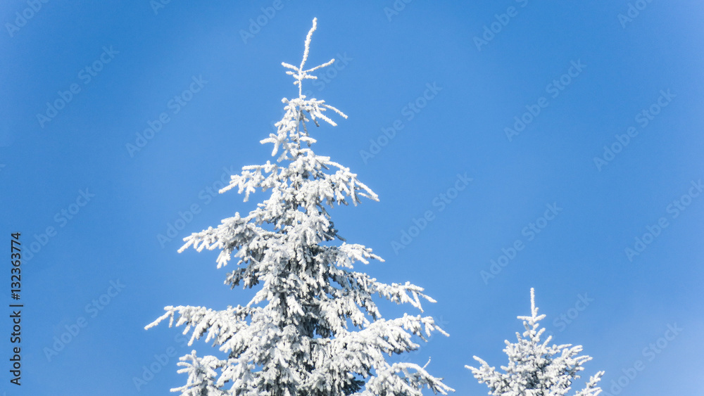 Schneebedeckter Winterwald Schneebedeckter Winterwald