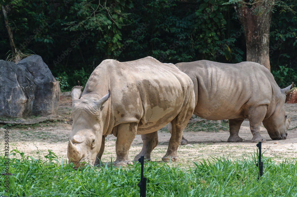 Fototapeta premium Rhinocerous
