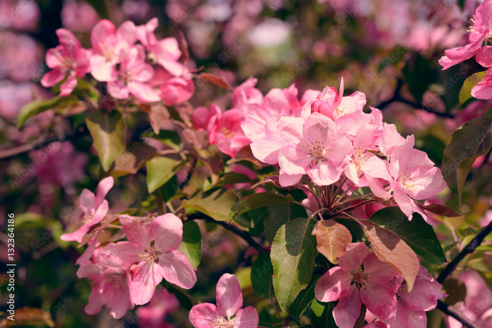 Fototapeta premium Pink Apple Flowers. Beautiful flowering apple trees. Background with blooming flowers in spring day.