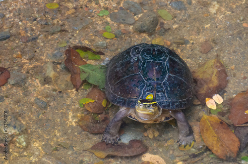 Tortoise  (Testudinidae)