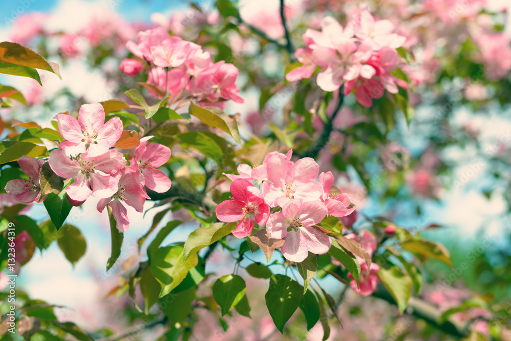 Pink Apple Flowers. Beautiful flowering apple trees. Background with blooming flowers in spring day.