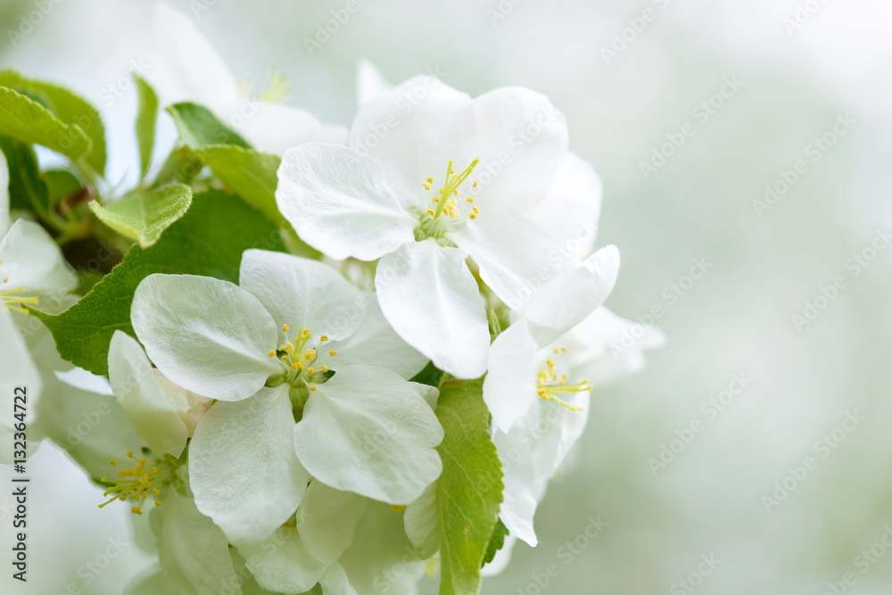 White Apple Flowers. Beautiful flowering apple trees. Background with blooming flowers in spring day.