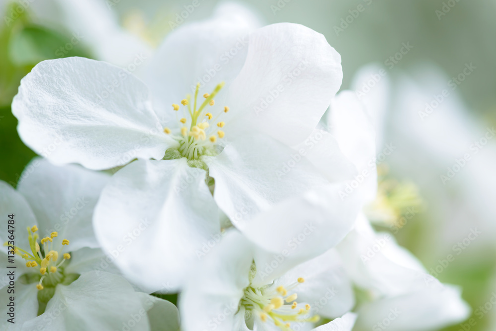Fototapeta premium White Apple Flowers. Beautiful flowering apple trees. Background with blooming flowers in spring day.