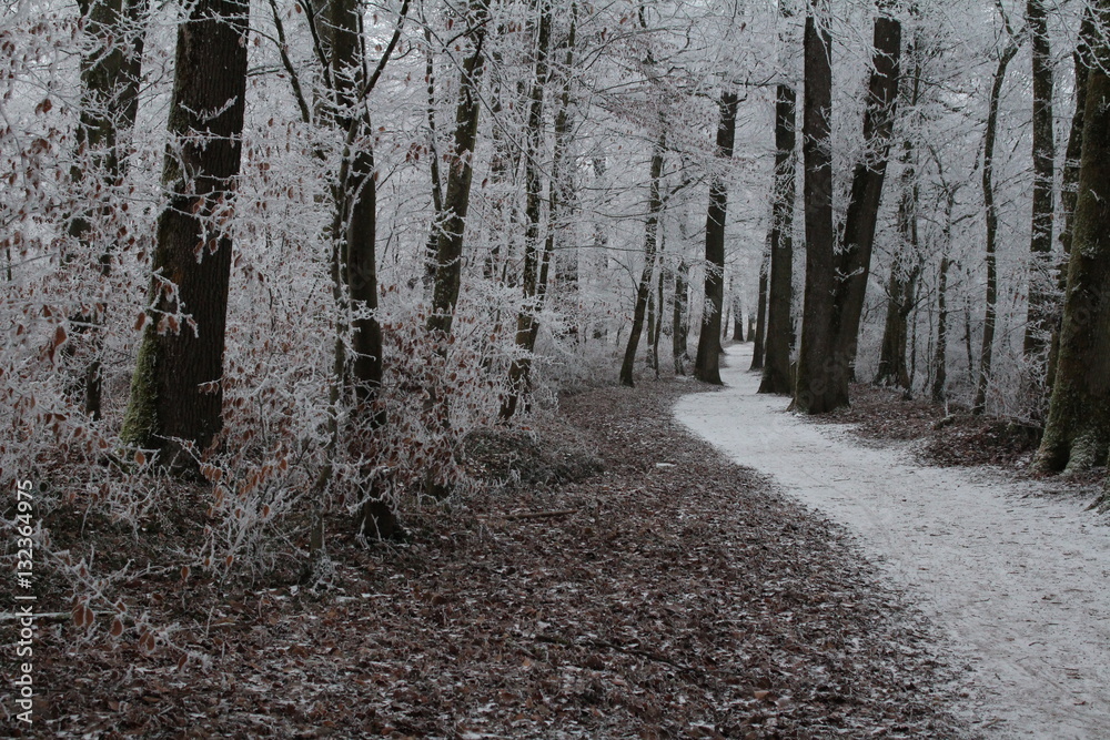 Chemin enneigé en forêt Stock Photo Adobe Stock