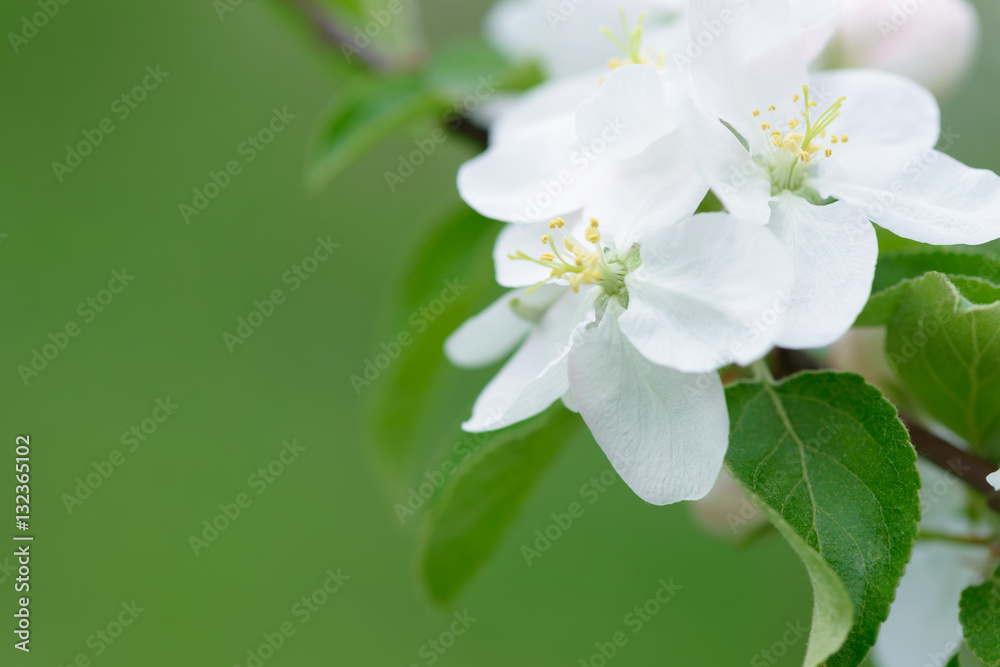 Obraz premium White Apple Flowers. Beautiful flowering apple trees. Background with blooming flowers in spring day.