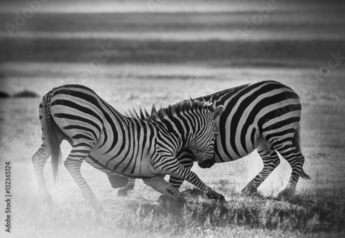 Zebra fight 