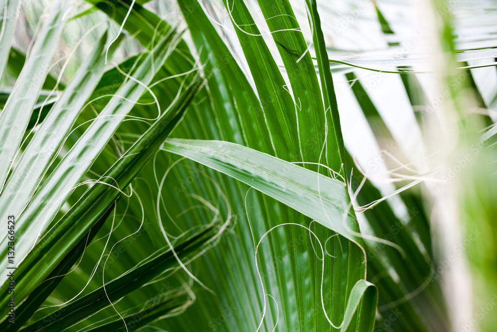 Chamaerops Humilis plant - beautiful details and texture in botanical ...