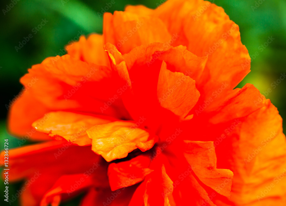 Closeup of the blooming red poppy flower Closeup of the blooming red poppy flower