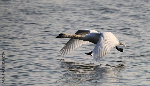 Mute Swan is taking off from water. Swan running on water at River Danube in Zemun, Belgrade,Serbia. © ihi