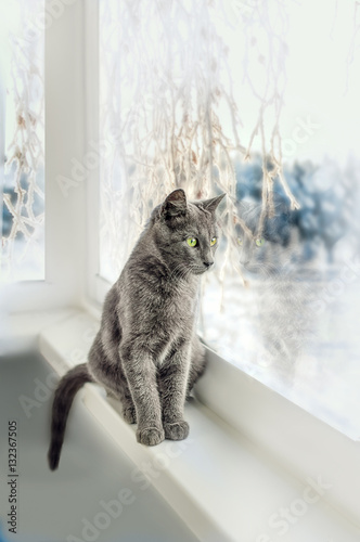 gray kitten sitting on window and looking at the winter landscape
