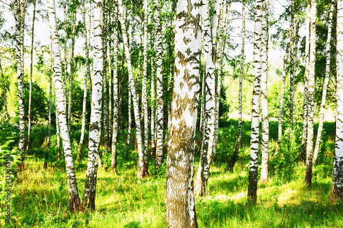 Fototapeta Naklejka Na Ścianę i Meble -  summer in sunny birch forest