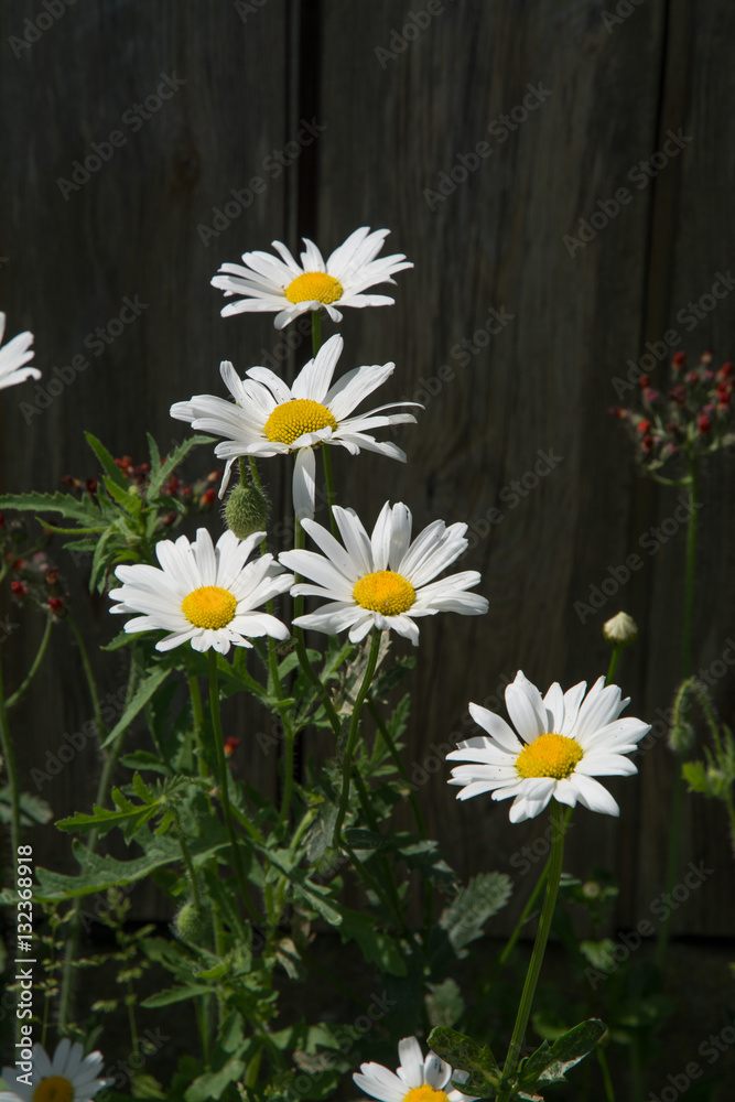 Fototapeta premium margeriten, 