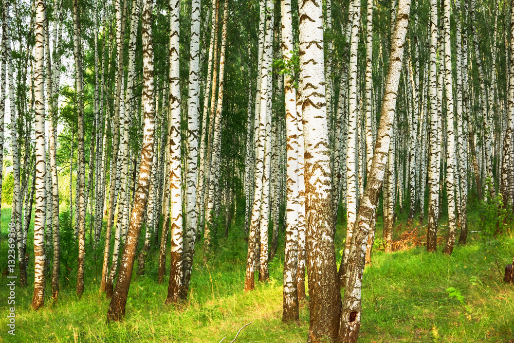summer in sunny birch forest summer in sunny birch forest