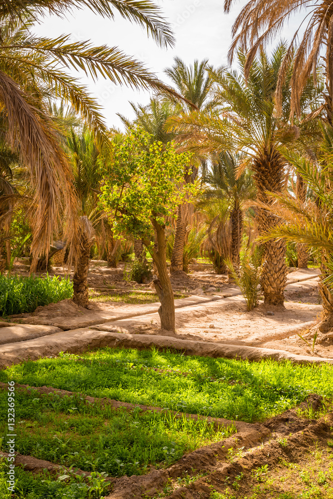 Maize grown in the oasis Maize grown in the oasis