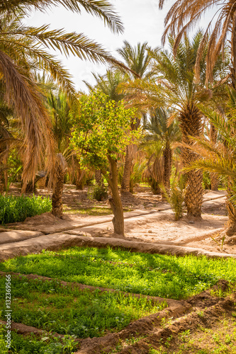 Maize grown in the oasis