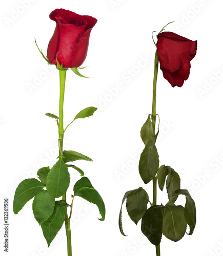 Blooming and withering roses