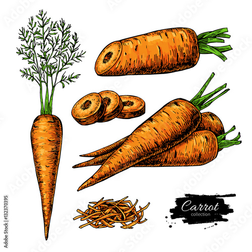 Carrot hand drawn vector illustration set. Isolated Vegetable artistic style object with sliced pieces.
