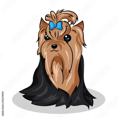 cartoon cute vector yorkshire terrier at the white background