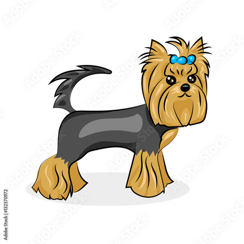 cartoon cute vector yorkshire terrier at the white background