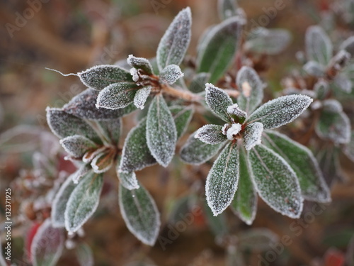 Fototapeta Naklejka Na Ścianę i Meble -  blumen mit frost 
