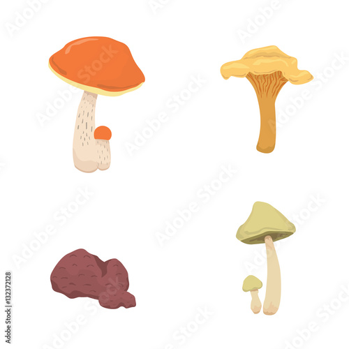mushroom nature cook food, different kinds of edible mushrooms