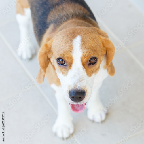 Close up beagle dog
