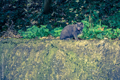 Cat on a Wall