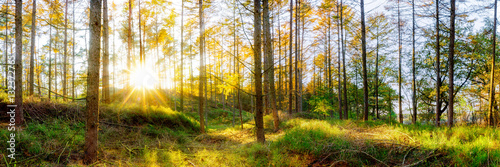 Wald Panorama im Herbst bei Sonnenschein