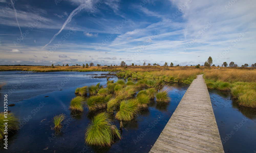 Obraz premium Wooden gang plank leading through the beautiful landscape of the High Fens - Hautes Fagnes - Belgium