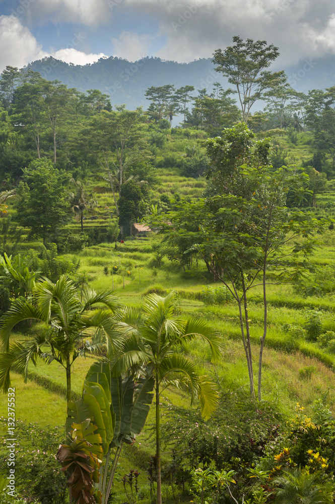 The Rice Fields of Sidemen, Bali, Indonesia. The village is surrounded by rice fields and agricultural land while people still tend to their fields and prepare ceremonies at the local temples.