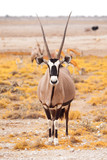 Front view of gemsbok, gemsbuck, Oryx gazella, antelope. Native to the Kalahari Desert, Namibia and Botswana, South Africa.