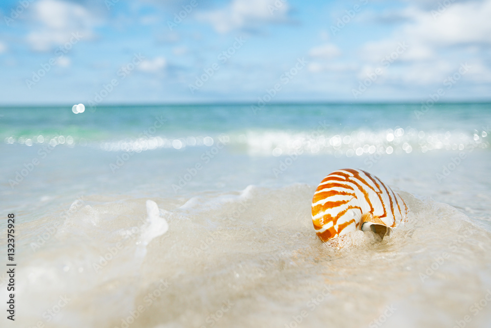 Obraz premium nautilus shell sea waves, live action ...