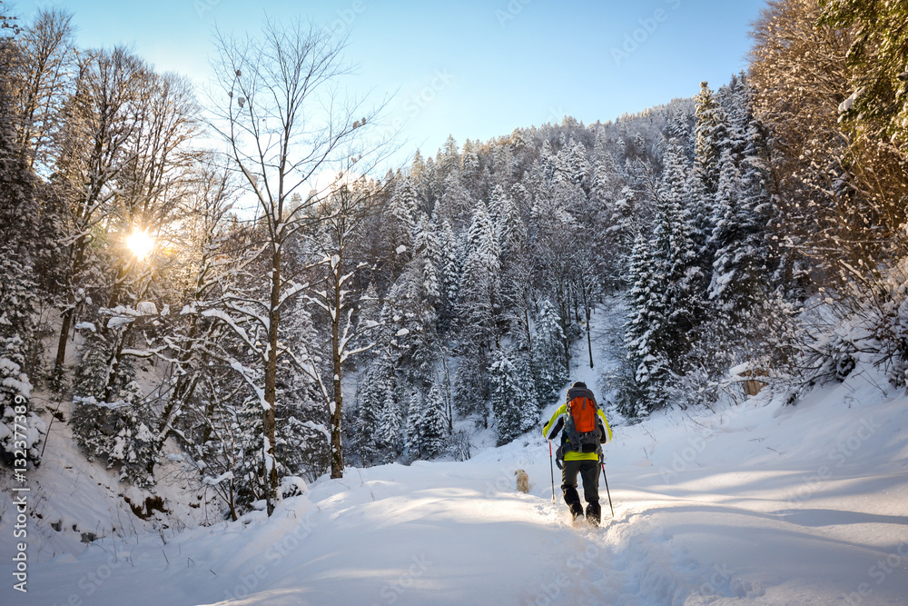 A hiker walking in the forests of Fagaras in Carpathian Mountains, Europe, Winter landscape