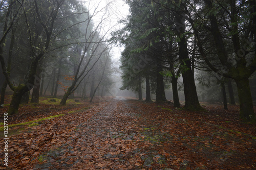 Misty road