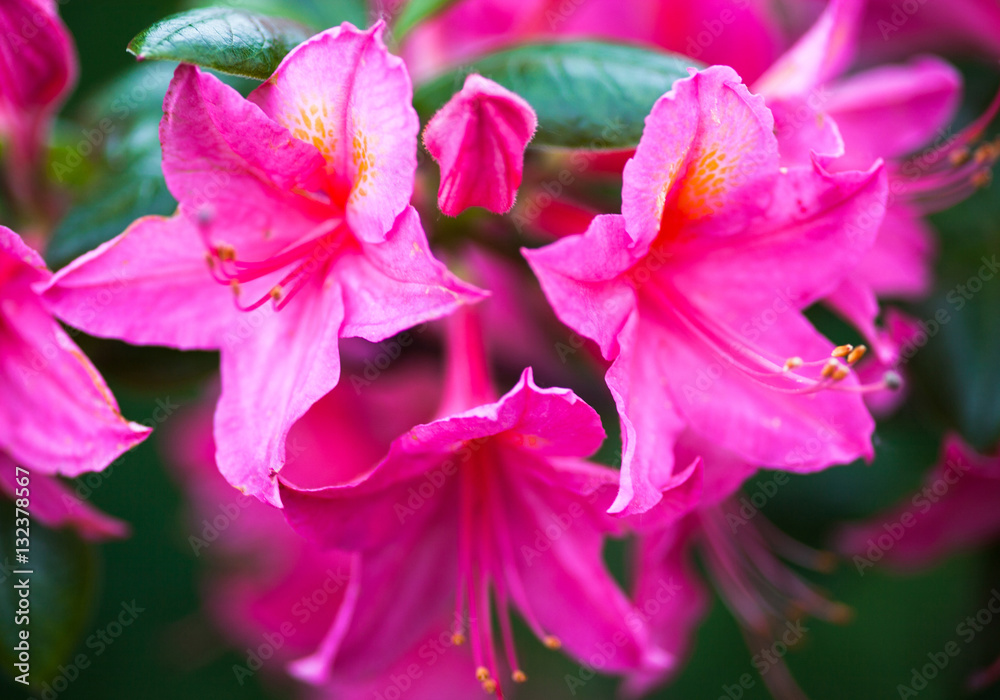 Rhododendron pink flowers