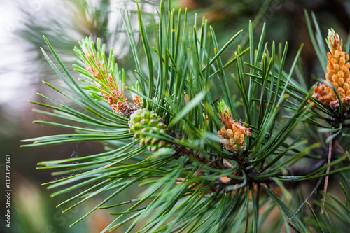 Scots pine branches with male and female cones