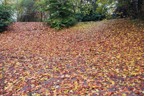 Fallen leaves in the wood 
